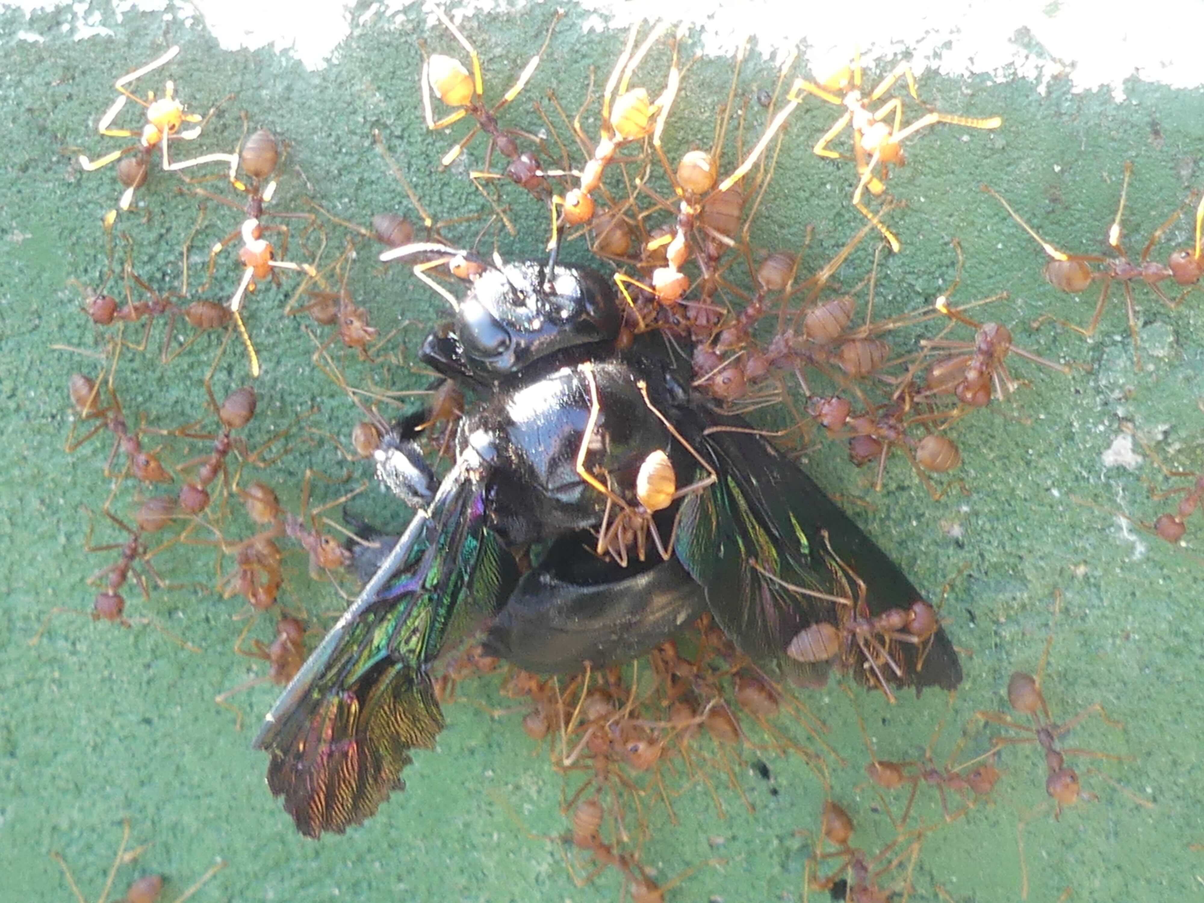 Bumble bee being eaten by ants