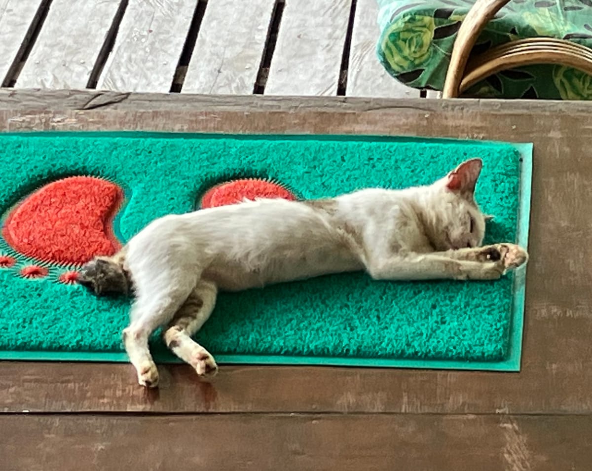 The secret of the Cats of Sabah's short tails