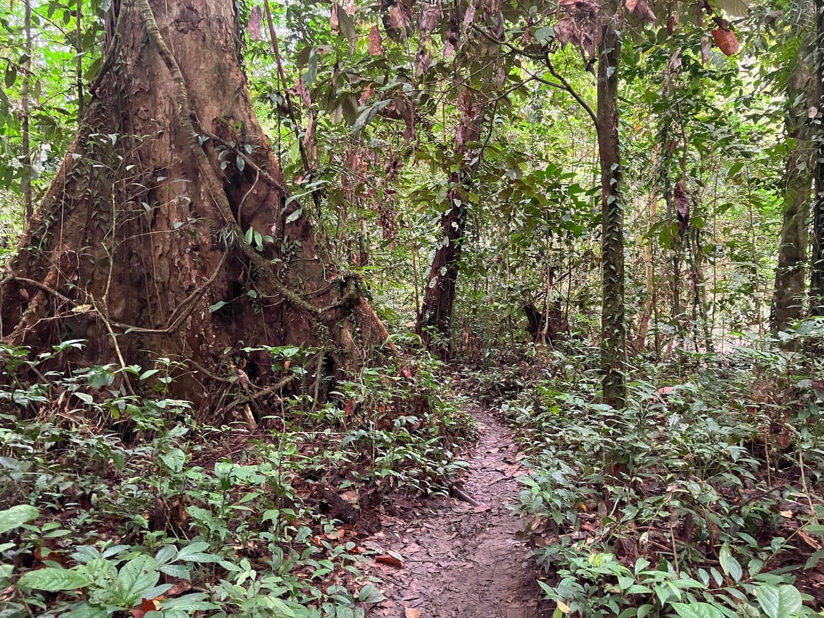 Running in the Jungle
