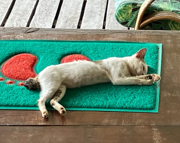 The secret of the Cats of Sabah's short tails