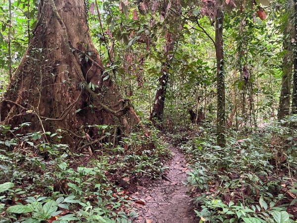 Running in the Jungle