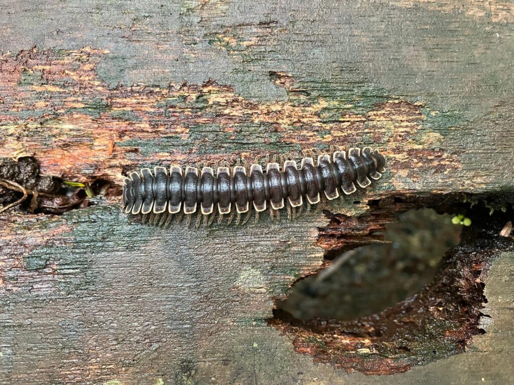 Milipede, 10cm
