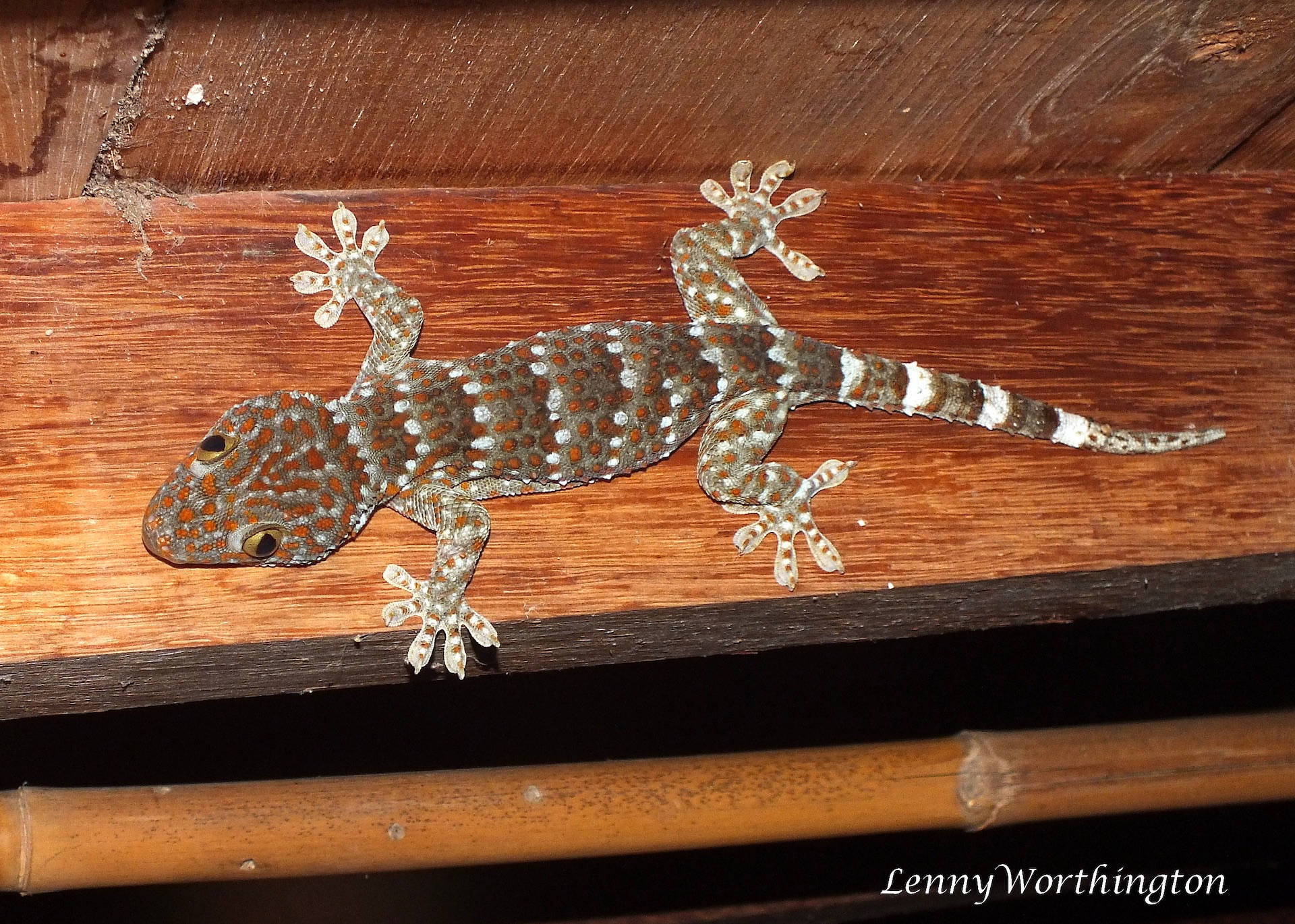 Our friend the Tokay