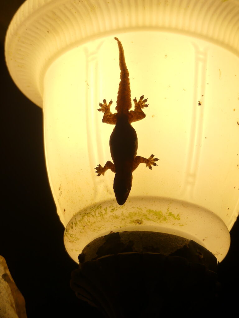 Gecko on lamp