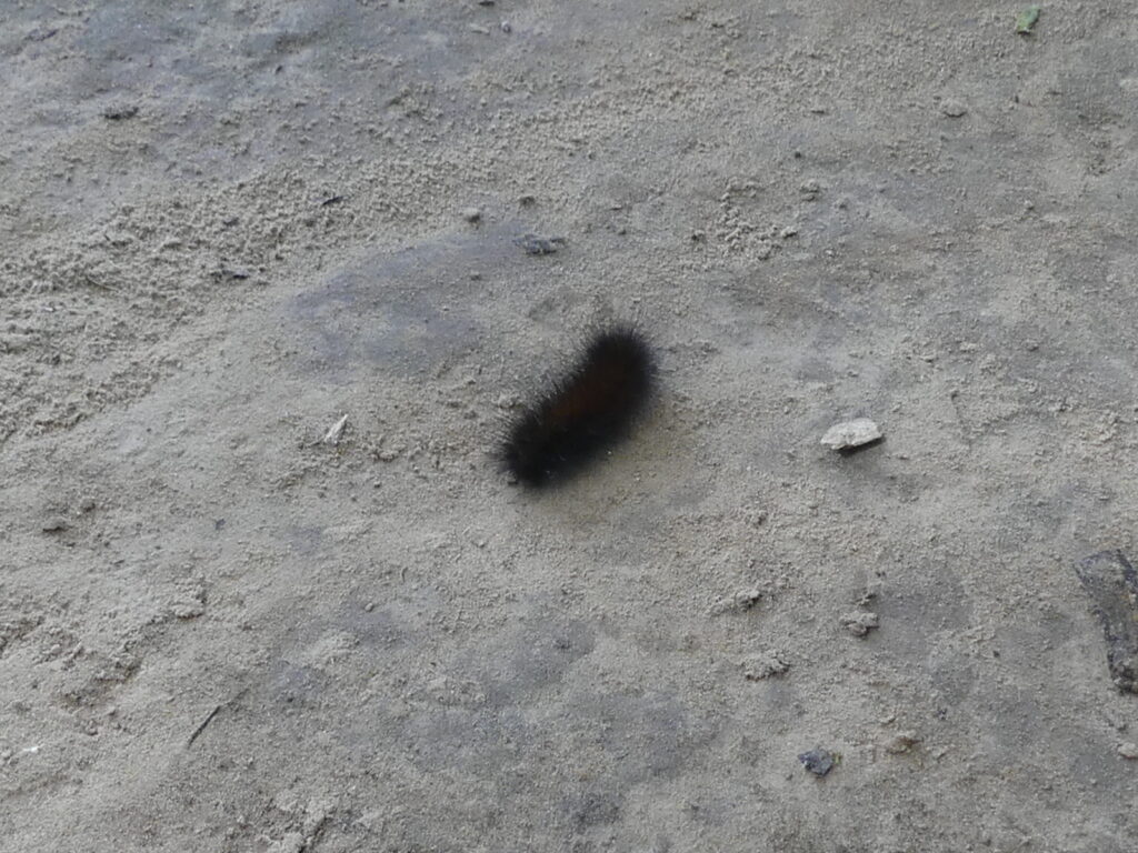 Millipede, furry