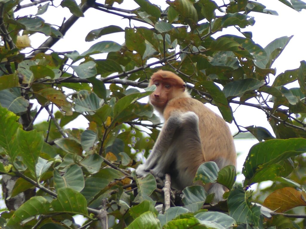 Proboscis Monkey along the Kinabatangan River