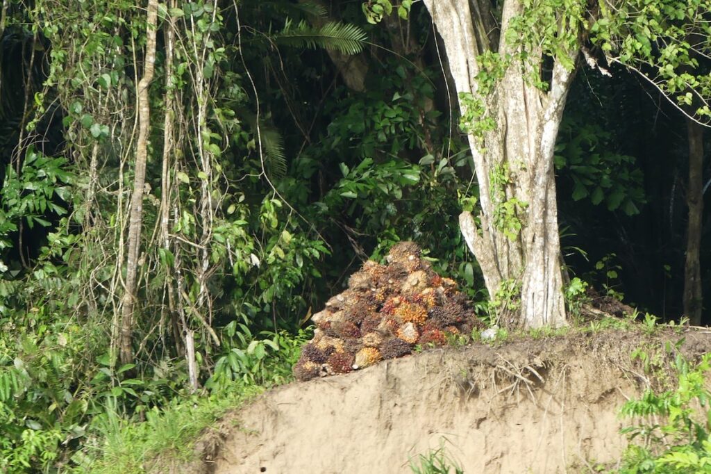 a pile of palm oil fruits piled up along the Kinabatangan river to be picked up by boat.