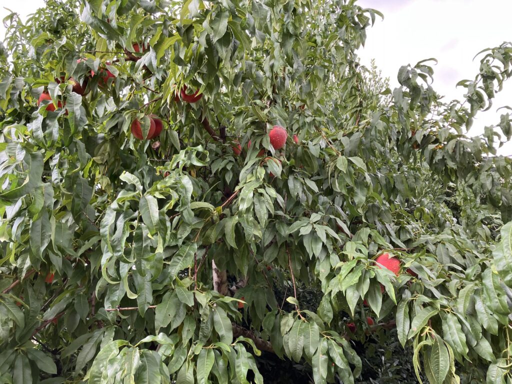 Peach tree at the street