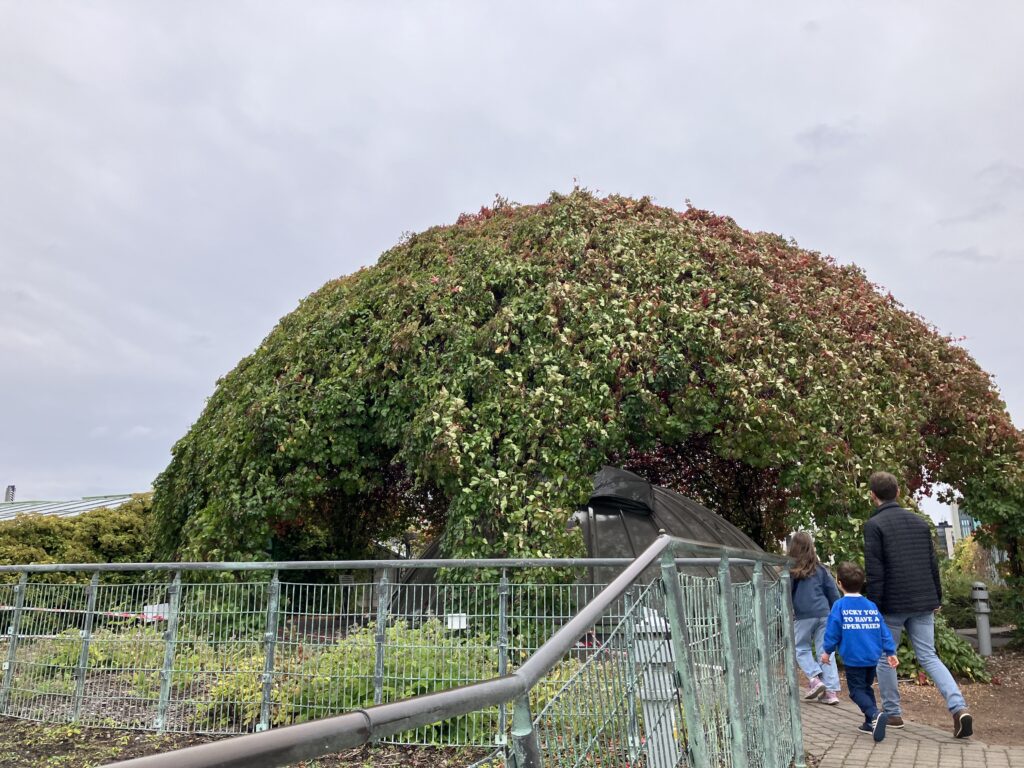 Another dome covered by by vines at the university's rooftop.