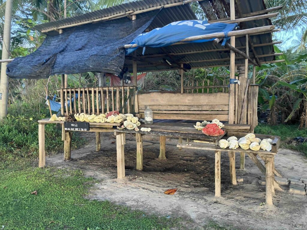 Local Bajau selling shells for some Ringgit. Do not buy them, it might get you in jail at the airport.