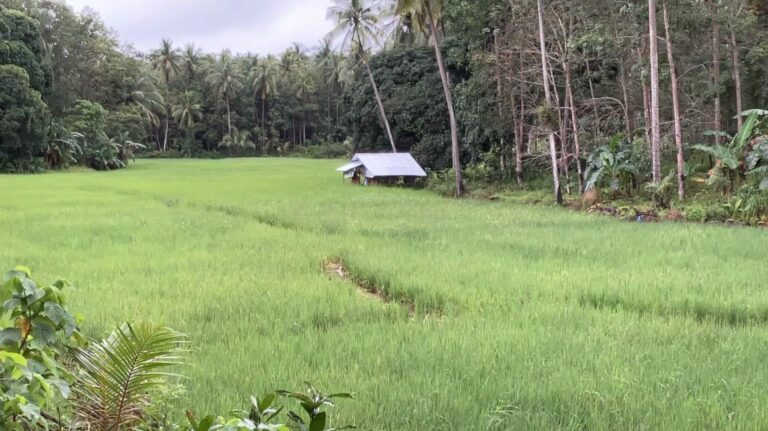 Tampat Do Aman - View on rice field